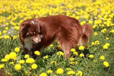Kahverengi bir köpek sarı çiçek tarlasında çimenleri kokluyor. Köpek çiçeklerin ve temiz havanın kokusundan hoşlanıyor gibi görünüyor.