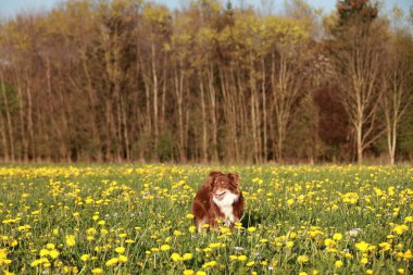 Sarı çiçeklerle dolu bir tarlada kahverengi bir köpek duruyor. Köpek sahaya bakarken mutlu ve mutlu görünüyor.
