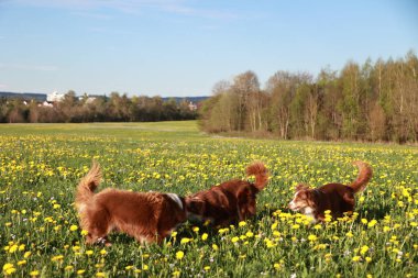 Sarı çiçek tarlasında üç köpek oynuyor. Köpekler kahverengi ve beyazdır. Alan yemyeşil ve yemyeşil.
