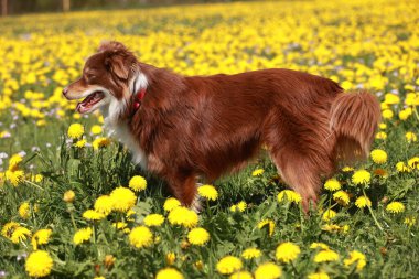 Sarı çiçeklerle dolu bir tarlada kahverengi bir köpek duruyor. Köpek kameraya bakıyor ve güzel manzaranın tadını çıkarıyor.