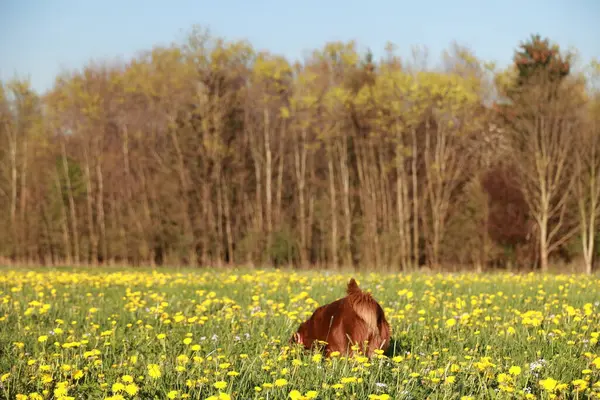 Kahverengi bir at sarı çiçeklerle dolu bir tarlada. At, kameraya bakıyor. Tarla sarı çiçekler ve ağaçlarla dolu.