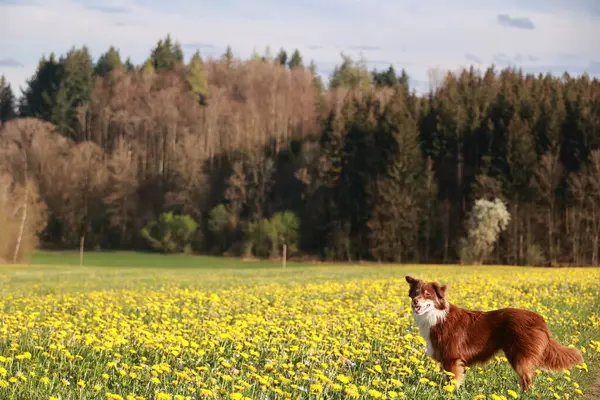 Sarı çiçeklerle dolu bir tarlada kahverengi bir köpek duruyor. Köpek kameraya bakıyor ve güneşli günün tadını çıkarıyor. Alan ağaçlarla çevrili, huzurlu ve huzurlu bir atmosfer yaratıyor.
