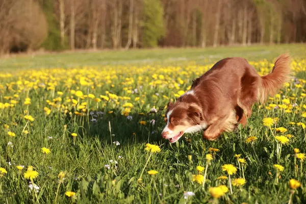Kahverengi ve beyaz bir köpek sarı çiçek tarlasında koşuyor. Köpek tarlanın ortasında ve o eğleniyor.