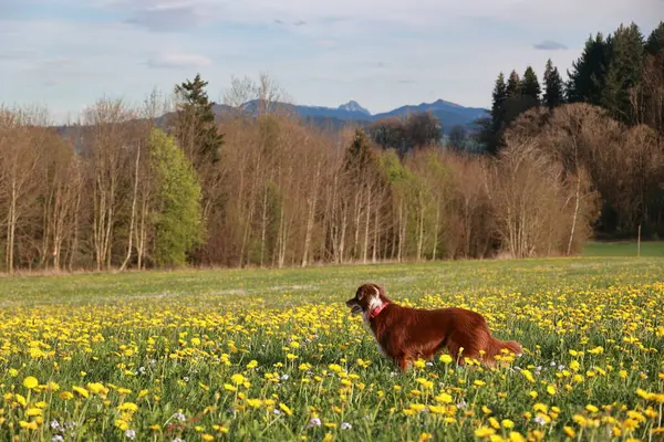 Sarı çiçeklerle dolu bir tarlada kahverengi bir köpek duruyor. Köpek kırmızı tasma takıyor.