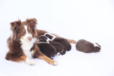 Kahverengi ve beyaz bir köpek yavrularıyla birlikte beyaz bir yüzeyde uzanıyor. Köpek bir anne gibi görünüyor ve yavrular da onun yavruları. Sıcaklık ve aile kavramı