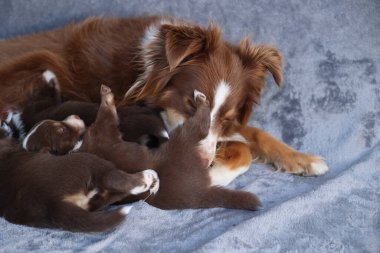 Bir anne köpek yavrularıyla birlikte bir kanepede uzanıyor. Yavruların hepsi farklı boyutlarda ve anne tarafından besleniyorlar. Anne köpeğin yavrusunu beslediği sahne sıcak ve sevgi dolu.