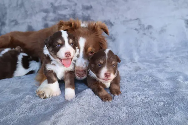 Bir anne köpek ve üç yavrusu bir kanepede yatıyor. Yavrular kahverengi ve beyaz.