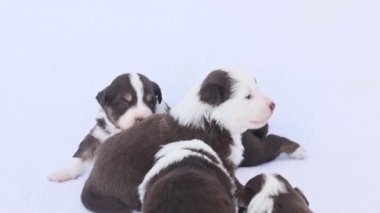 Beyaz bir yüzeyde üç yavru var. Biri kahverengi ve beyaz, diğer ikisi de kahverengi.