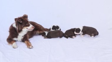 Bir köpek, beyaz bir yüzeyde bir sürü yavrunun yanında yatıyor. Köpek kameraya bakıyor ve o bir anne köpek.