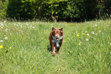 Kahverengi ve beyaz bir köpek sarı çiçek tarlasında koşuyor. Köpek açık havayı ve güzel manzarayı seviyor gibi görünüyor.