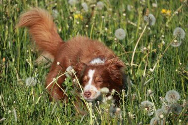 Kahverengi ve beyaz bir köpek otları kokluyor. Köpek bir çiçek ve çimen tarlasında