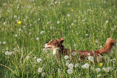 Kahverengi bir köpek sarı çiçek tarlasında koşuyor. Köpek karahindiba ile çevrili ve açık alanda koşma özgürlüğünün tadını çıkarıyor.