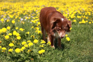 Kahverengi bir köpek sarı çiçeklerle dolu bir tarlada yürüyor. Köpek kameraya bakıyor.