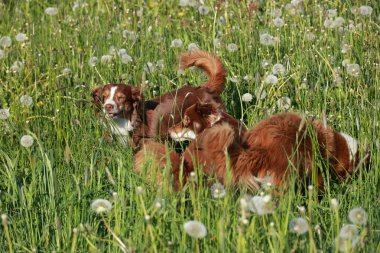 Üç köpek karahindiba tarlasında oynuyorlar. Köpekler kahverengi ve beyazdır. Sahne neşeli ve neşeli.