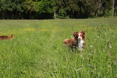 Kahverengi ve beyaz bir köpek uzun otların arasında duruyor. Köpek kameraya bakıyor ve tarlada başka köpekler de var. Huzurlu ve huzurlu bir sahne.