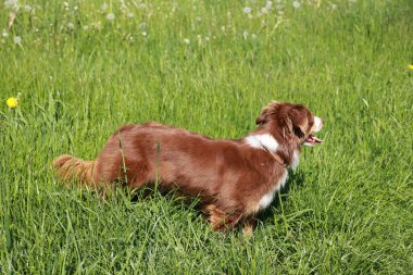 Kahverengi ve beyaz bir köpek bir çimen tarlasında duruyor. Köpek sağa bakıyor.