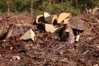Yerde bir odun yığını var, bir kısmı da parçalara ayrılıyor. Yığının etrafı enkazlarla çevrili ve yakın zamanda kesilmiş gibi görünüyor. Sahne biraz kasvetli.