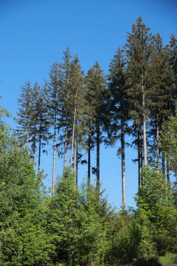 Arka planda mavi gökyüzü olan bir orman. Ağaçlar uzun ve yeşildir. Gökyüzü açık ve parlak
