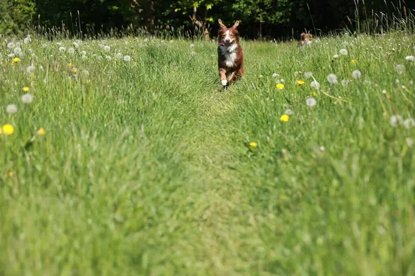 Kahverengi bir köpek sarı çiçek tarlasında koşar. Köpek mavi bir yaka giyiyor. Tarla yemyeşil ve yemyeşil, etrafa saçılmış bir sürü karahindiba var.