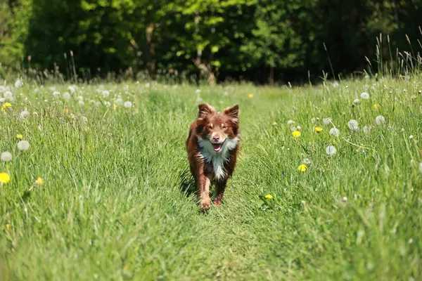 Kahverengi ve beyaz bir köpek sarı çiçek tarlasında koşuyor. Köpek açık havayı ve güzel manzarayı seviyor gibi görünüyor.