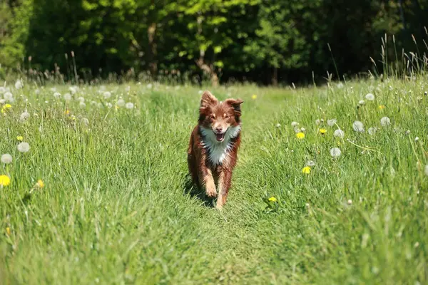 Kahverengi ve beyaz bir köpek sarı çiçek tarlasında koşuyor. Köpek otların arasında koşarken eğleniyor gibi görünüyor.