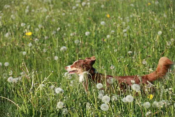 Kahverengi bir köpek sarı çiçek tarlasında koşuyor. Köpek karahindiba ile çevrili ve açık alanda koşma özgürlüğünün tadını çıkarıyor.
