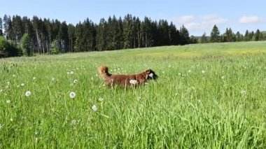 İki köpek karahindiba tarlasında koşuyor. Manzara neşeli ve eğlenceli.