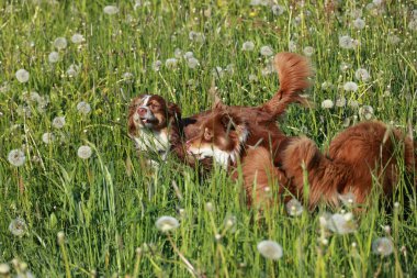 Karahindiba tarlasında oynayan iki köpek. Köpeklerden biri kahverengi ve beyaz.