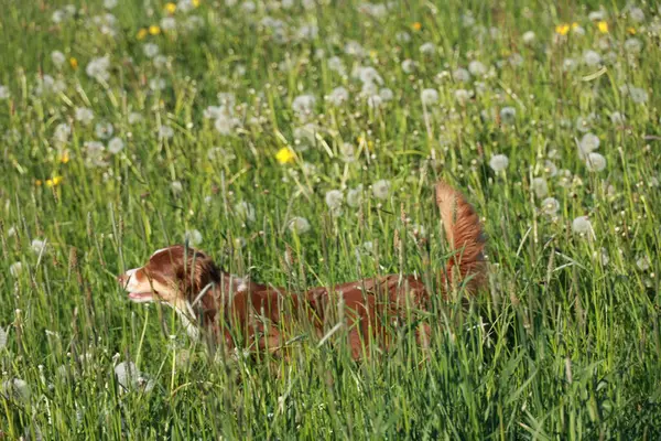 Kahverengi bir köpek sarı çiçeklerle dolu bir tarlada yürüyor. Köpek sağa bakıyor.