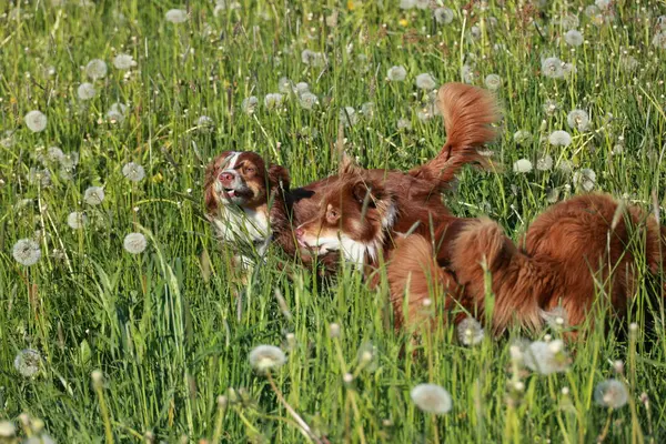 Karahindiba tarlasında oynayan iki köpek. Köpeklerden biri kahverengi ve beyaz.