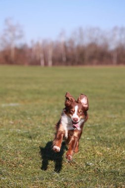 Minyatür bir Avustralya Amerikan çoban köpeği tarlada koşuyor.