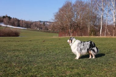 Çimenli bir arazide bir köpek duruyor. Köpek siyah-beyaz karışımı ve yeşil yakalı. Alan ağaçlarla çevrili ve arka planda bir çit var.