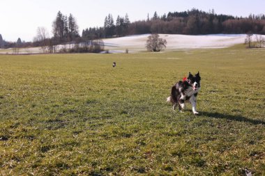 Kırmızı yakalı bir köpek tarlada koşuyor. Köpek siyah ve beyazdır. Alan yeşil ve arka planda birkaç ağaç var.