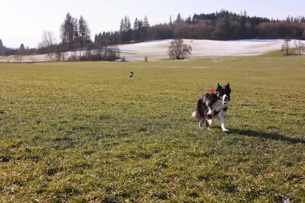 Kırmızı yakalı bir köpek tarlada koşuyor. Köpek siyah ve beyazdır. Alan yeşil ve arka planda birkaç ağaç var.