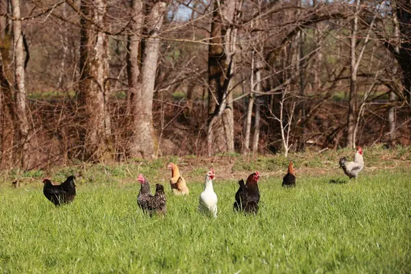 Bir tavuk sürüsü otlak bir alanda duruyor. Tavuklar farklı renk ve boyutlarda ve hepsi birbirine yakın duruyor. Huzurlu ve huzurlu bir sahne.