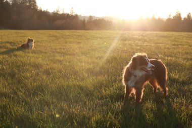 İki köpek bir çim tarlasında duruyor. Köpeklerden biri kameraya bakıyor.