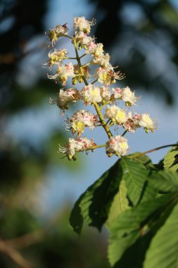 Pembe ve sarı yapraklı beyaz bir çiçek bir ağaçta çiçek açıyor. Çiçek yeşil yapraklar ve dallarla çevrilidir. Çiçek tomurcuklanırken, görüntünün huzurlu ve huzurlu bir havası vardır.
