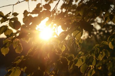 Güneş bir ağacın yapraklarının arasından parlıyor, sıcak ve davetkar bir atmosfer yaratıyor. Işık yaprakların üzerine çok güzel bir parıltı saçıyor, neredeyse ruhani görünmelerini sağlıyor. Huzur dolu bir sahne.