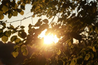 Yapraklı bir ağaç güneştedir. Yapraklar yeşil.