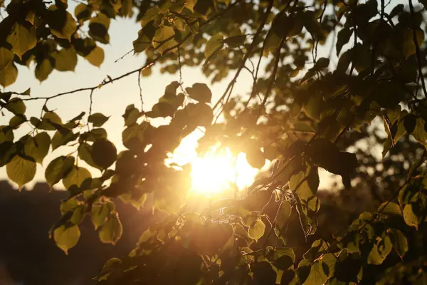 Yapraklı bir ağaç güneştedir. Yapraklar yeşil.