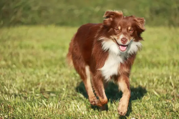 Çimenli bir alanda kahverengi ve beyaz bir köpek koşuyor. Köpek mutlu ve enerjik, dili dışarı sarkmış. Sahne parlak ve neşeli, güneş köpeğe ve çimenlere vuruyor.