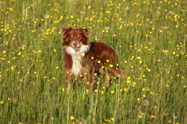 Kahverengi ve beyaz bir köpek sarı çiçeklerle dolu bir tarlada duruyor. Köpek güneşli günün ve güzel manzaranın tadını çıkarıyor gibi görünüyor.