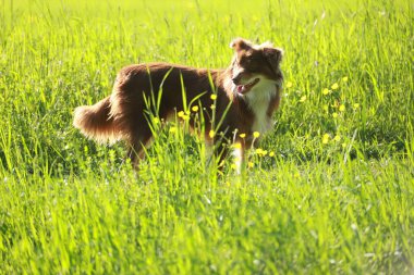 Kahverengi bir köpek uzun otların arasında duruyor. Köpek kameraya bakıyor ve dışarıda eğleniyor.