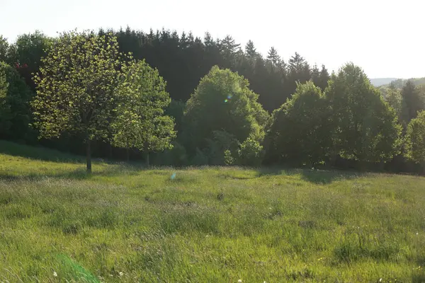 Arka planda ağaçlar olan bir çim tarlası. Ağaçlar yeşil ve çimenler yemyeşil. Huzurlu ve huzurlu bir sahne.