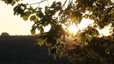 Ön planda yaprakları olan bir ağaç ve arka planda bir güneş vardır. Güneş yaprakların arasından parlıyor, sıcak ve huzurlu bir atmosfer yaratıyor.