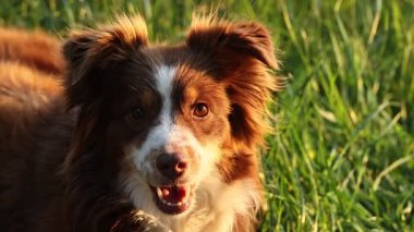 Kahverengi ve beyaz bir köpek çimlerin üzerinde uzanıyor ve gülümsüyor. Köpeğin gözleri açık ve güneşli günün tadını çıkarıyor.