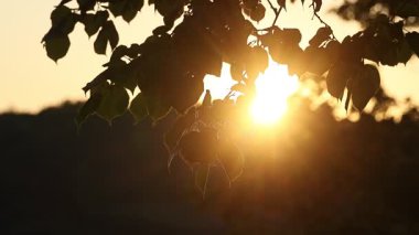 İçinden güneş geçen bir ağaç dalı. Güneş dalın ortasında, yaprakların üzerine sıcak bir parıltı saçıyor. Işık yumuşak ve naziktir. Huzurlu ve huzurlu bir atmosfer yaratır.