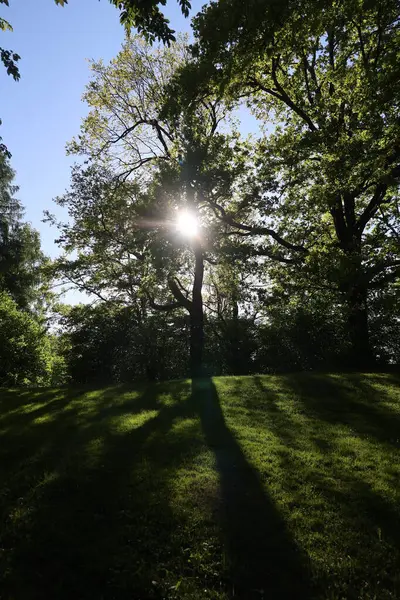 Bir ağaç çimlerin üzerine gölge düşürüyor. Güneş parıldıyor, sıcak ve davetkar bir atmosfer yaratıyor. Sahne huzurlu ve sakin, ağaçlar sükunet hissi veriyor.. .
