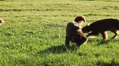 Otlak bir alanda üç köpek oynuyor. Köpeklerden biri toprağı kokluyor.