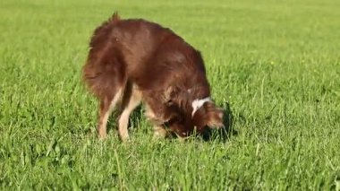 Köpek çimlerin üzerinde yatıyor ve yuvarlanıyor. Köpek kahverengi ve beyazdır. Çimler yemyeşil ve yemyeşil